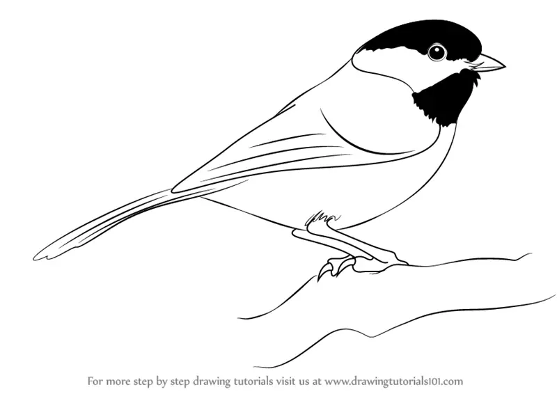 Learn How to Draw a BlackCapped Chickadee Birds Step by