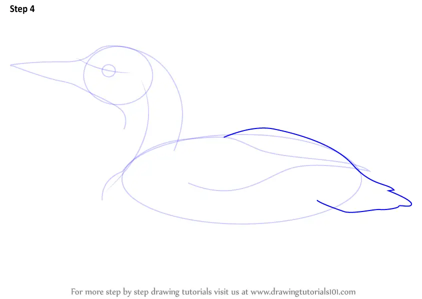 draw loon step common drawing tail tutorials birds