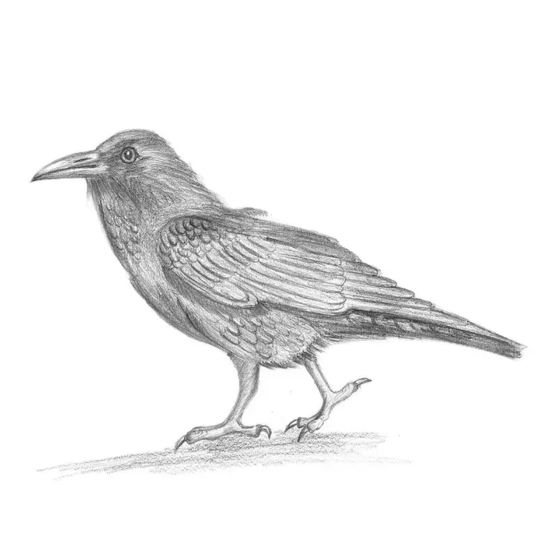 Crow Pencil Drawing How to Sketch Crow using Pencils