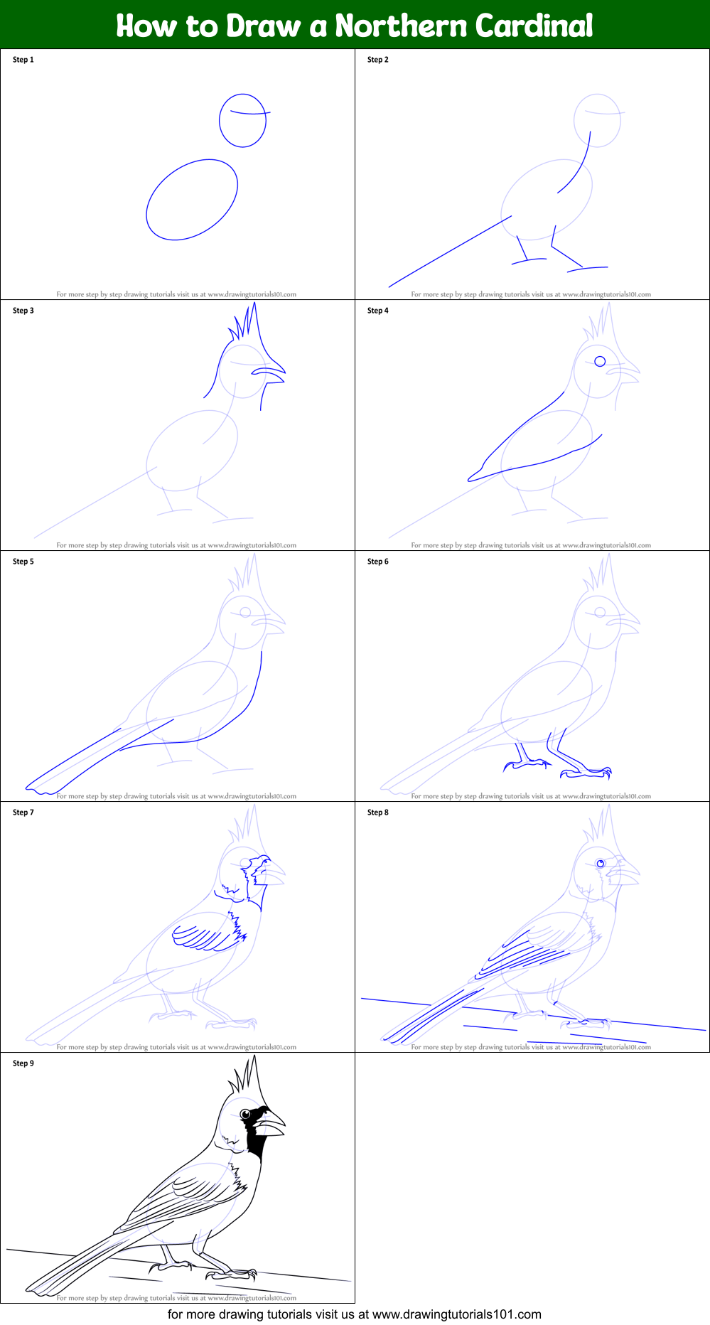 How to Draw a Northern Cardinal printable step by step