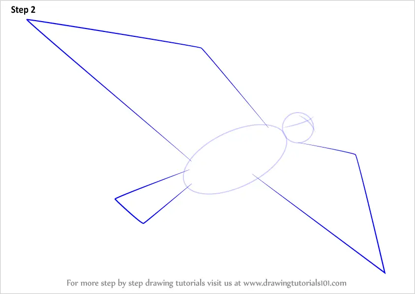 Learn How to Draw a Seagull Flying Birds Step by Step