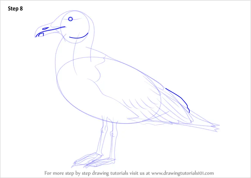 Learn How to Draw a Seagull Birds Step by Step Drawing