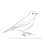 How to Draw a Siskin
