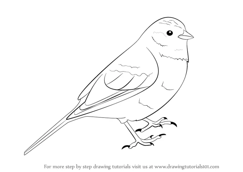 yellowhammer bird coloring pages - photo #14