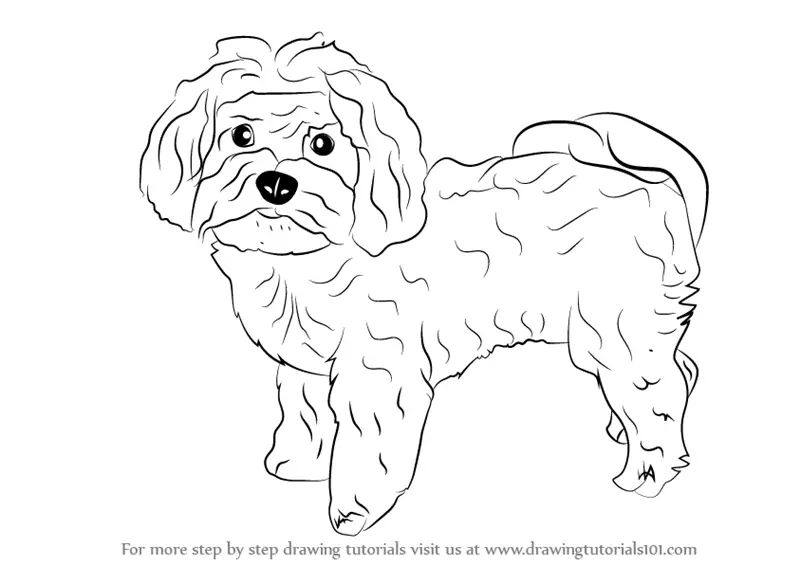 learn how to draw a maltese dog dogs stepstep