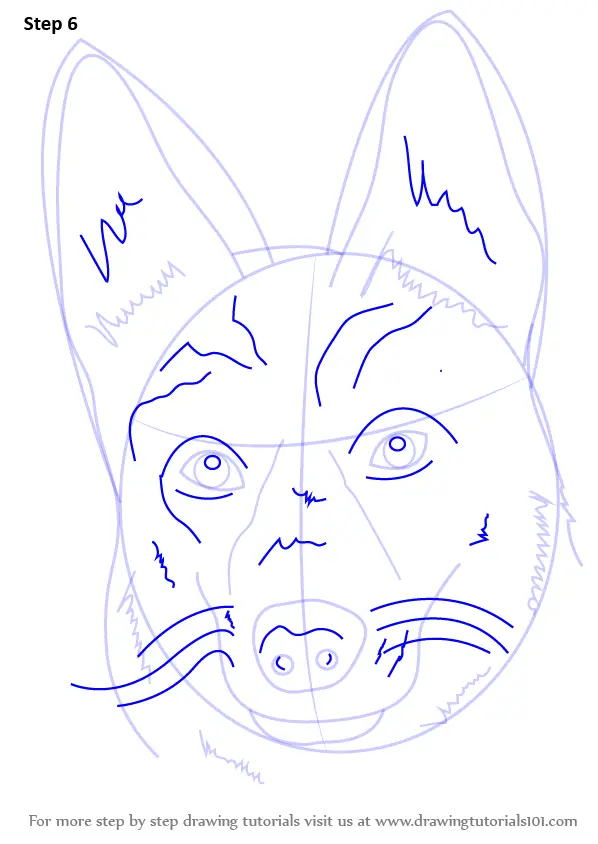 Step by Step Drawing tutorial on How to Draw German Shepherd Dog Face