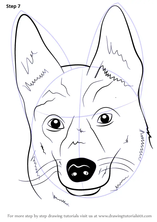 Step by Step Drawing tutorial on How to Draw German Shepherd Dog Face