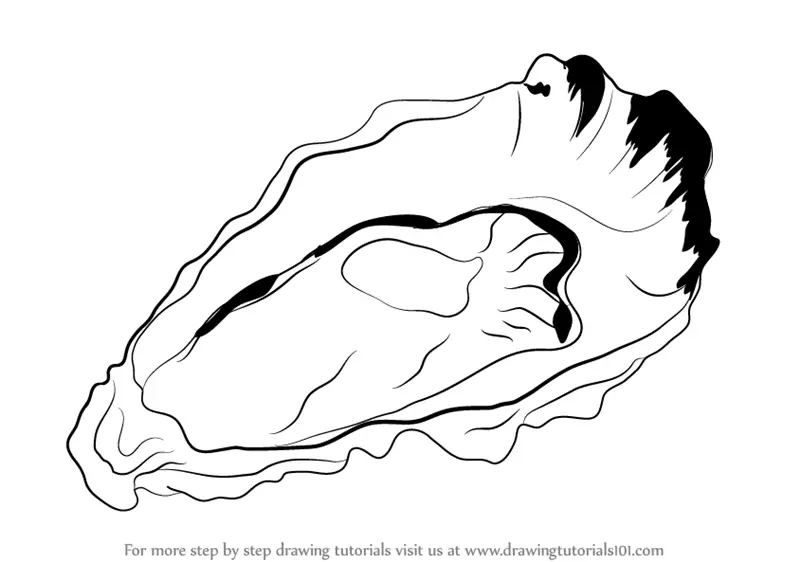 Learn How to Draw an Oyster (Mollusks) Step by Step : Drawing Tutorials