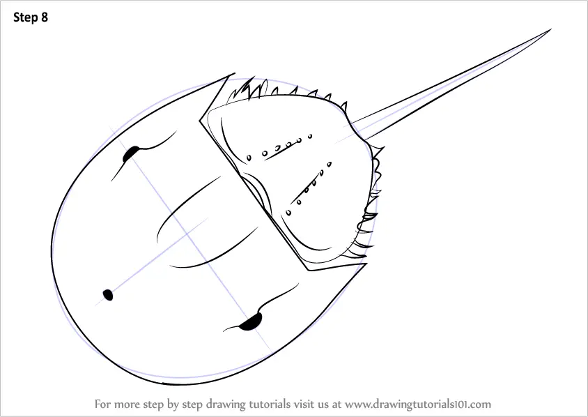 Step by Step How to Draw a Horseshoe Crab : DrawingTutorials101.com