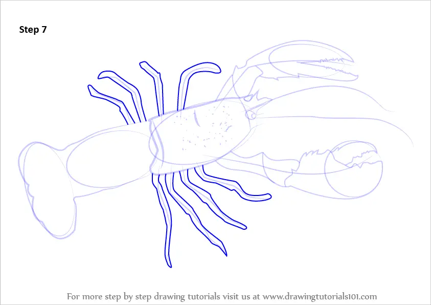 Step by Step How to Draw a Lobster : DrawingTutorials101.com