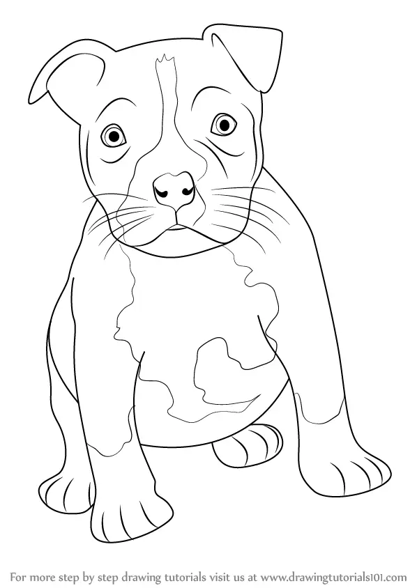 Learn How To Draw A Pitbull Puppy Other Animals Step By Step