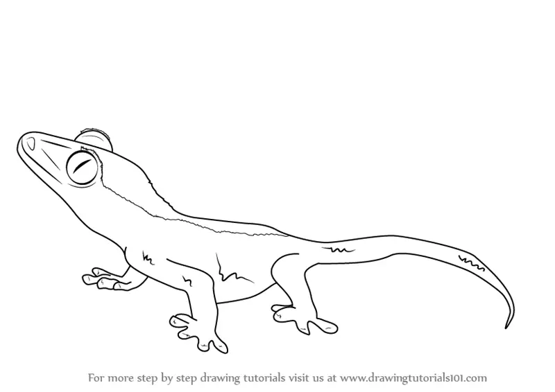 Step by Step How to Draw a Crested Gecko