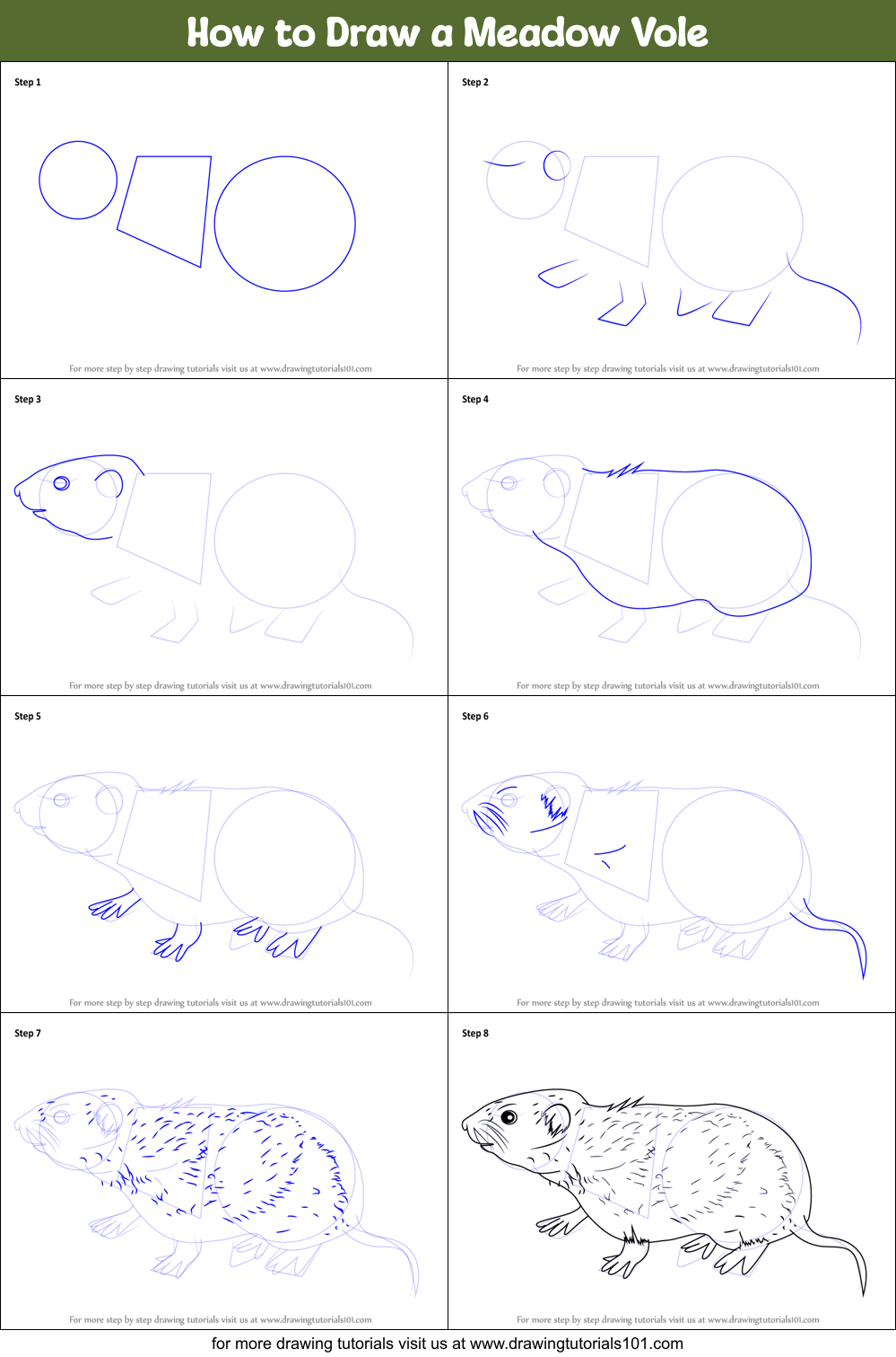 How to Draw a Meadow Vole printable step by step drawing