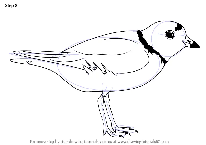 how to draw Piping Plover step 8