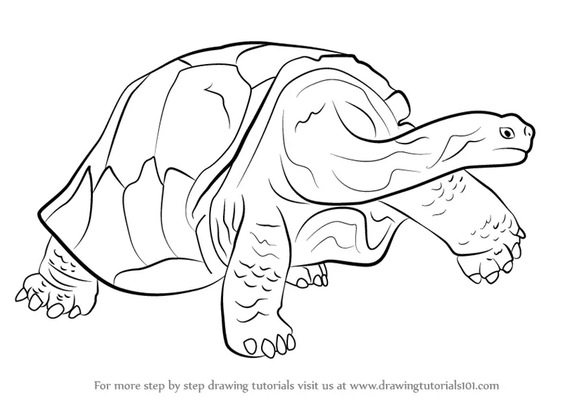 galapagos coloring pages turtle - photo #28