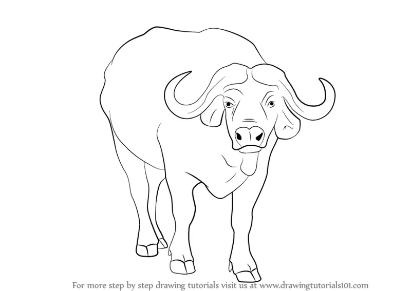 how to draw African buffalo step 0