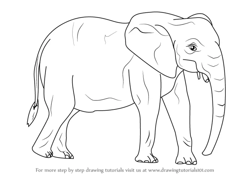 Step by Step How to Draw an African Elephant