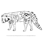 How to Draw a Civet