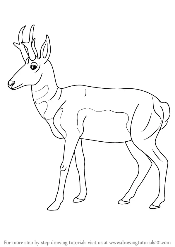 Step by Step How to Draw a Pronghorn : DrawingTutorials101.com