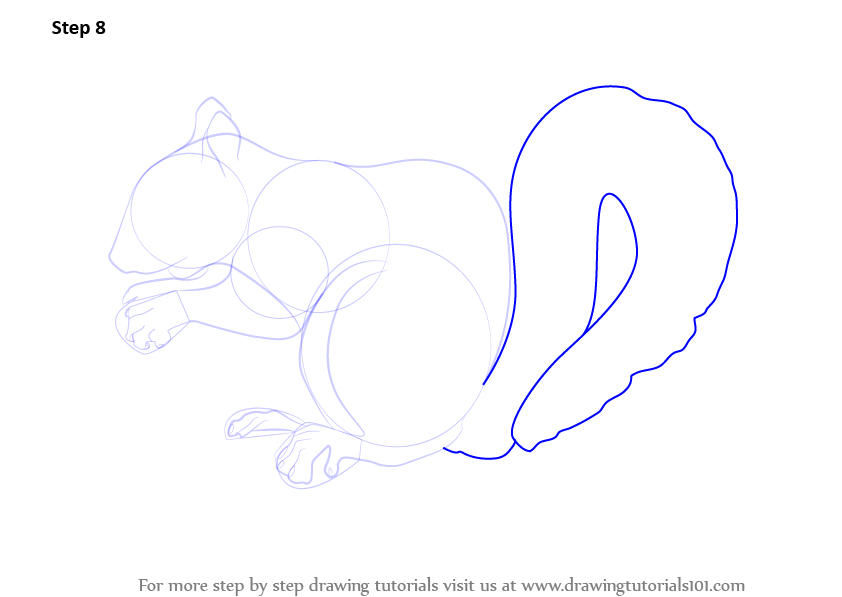Learn How to Draw a Squirrel (Wild Animals) Step by Step Drawing