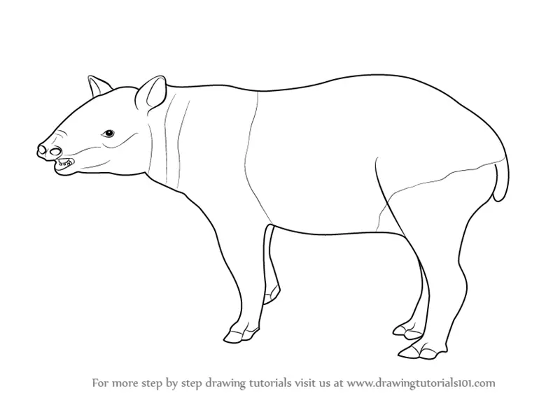 tapir and juvenile coloring pages - photo #20