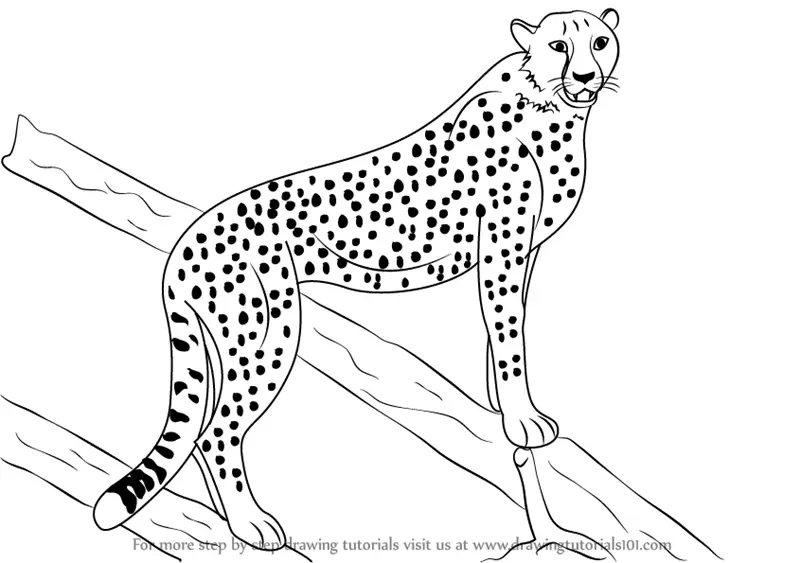 Step by Step How to Draw a Cheetah : DrawingTutorials101.com