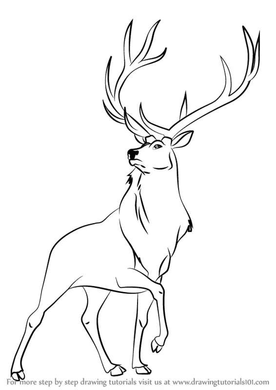 Amazing How To Draw An Elk of the decade Don t miss out 