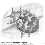 How to Draw a Harlequin Ladybird
