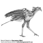 How to Draw a Secretary Bird