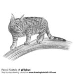 How to Draw a Wildcat