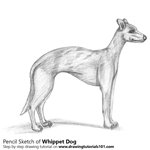 How to Draw a Whippet
