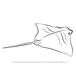 How to Draw a Cownose Ray