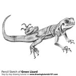 How to Draw a Green Lizard