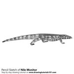 How to Draw a Nile Monitor