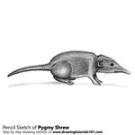 How to Draw a Pygmy Shrew