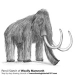 How to Draw a Woolly mammoth