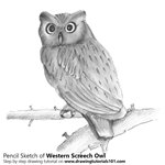 How to Draw a Western Screech Owl