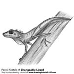 How to Draw a Changeable Lizard