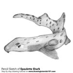 How to Draw an Epaulette Shark