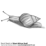 How to Draw a Giant African Snail