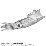 How to Draw a Firefly Squid