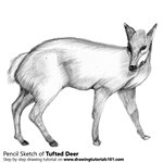 How to Draw a Tufted Deer
