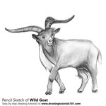 How to Draw a Wild Goat