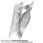 How to Draw an Imperial Woodpecker