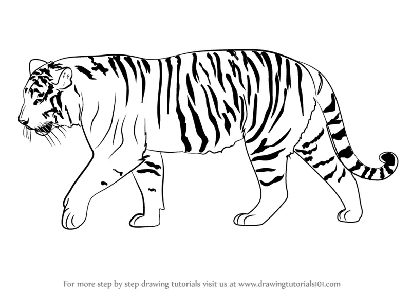 Learn How to Draw a Siberian Tiger (Big Cats) Step by Step : Drawing  Tutorials