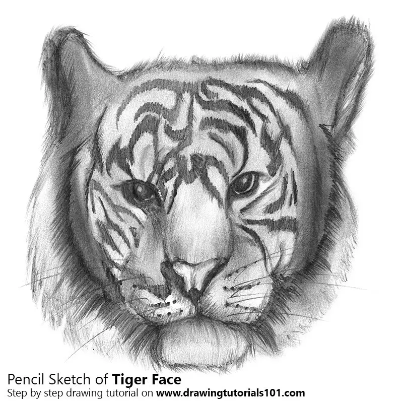 Tiger Face Pencil Drawing - How to Sketch Tiger Face using Pencils :  DrawingTutorials101.com