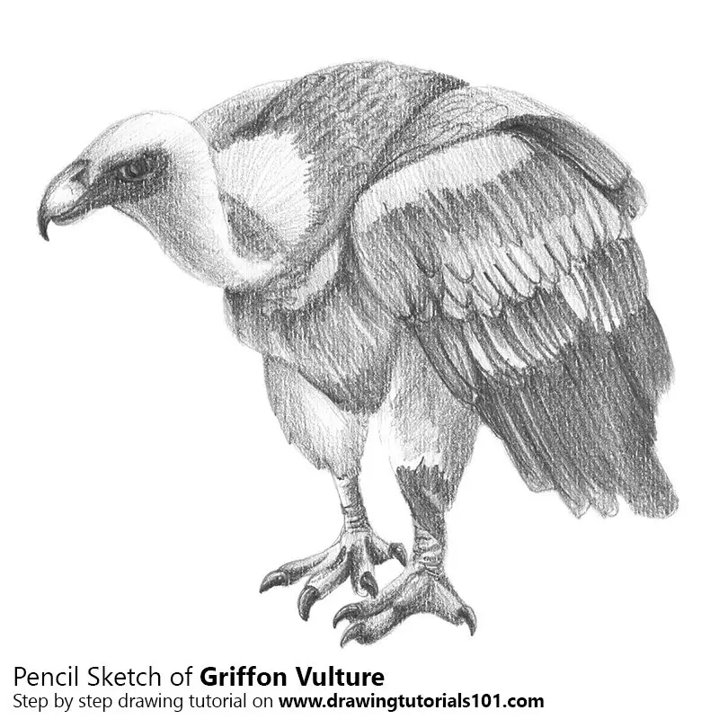 Untitled Sketch  Vulture  Works  eMuseum