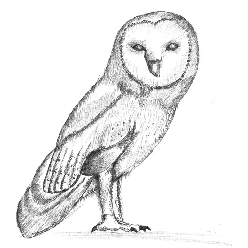 Barn Owl Pencil Drawing - How to Sketch Barn Owl using Pencils :  