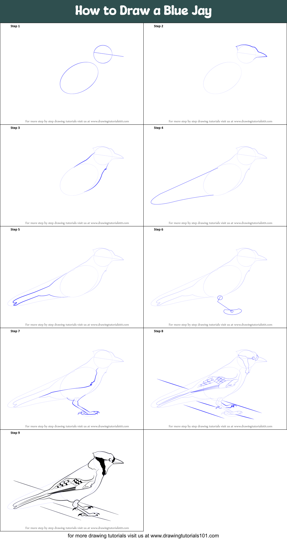 How to Draw a Blue Jay printable step by step drawing sheet ...
