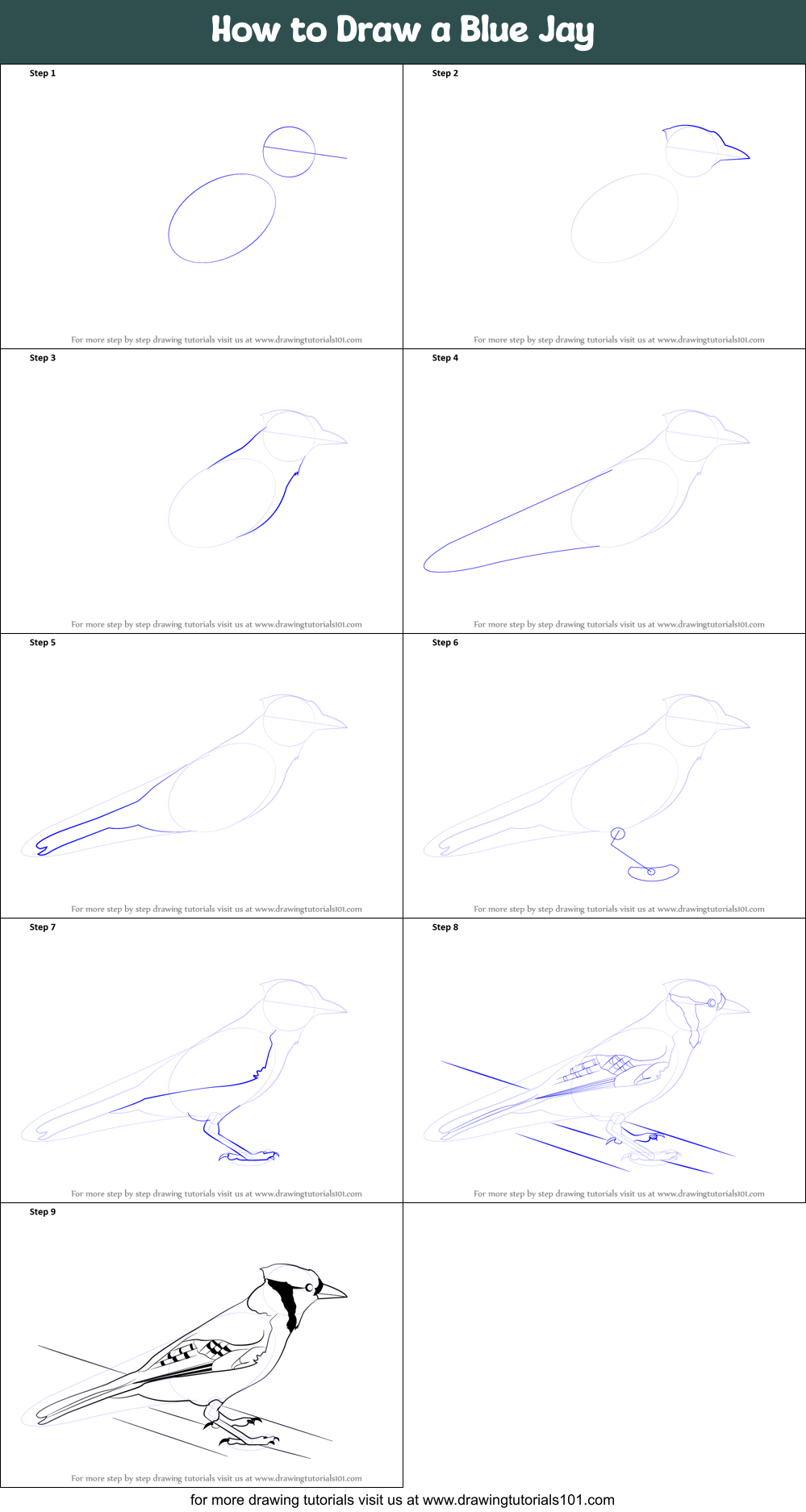 How To Draw A Blue Jay Printable Step By Step Drawing Sheet Drawingtutorials101 Com